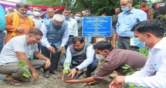 दालचिनीची संघटित लागवड सुरू करणारे हिमाचल प्रदेश ठरले पहिले राज्य