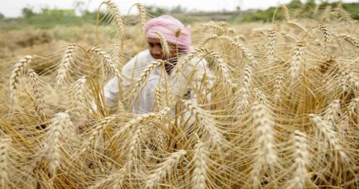 २०२१ च्या 'जागतिक अन्न सुरक्षा निर्देशांकात (Global Food Security Index)' भारत ७१ व्या क्रमांकावर विराजमान