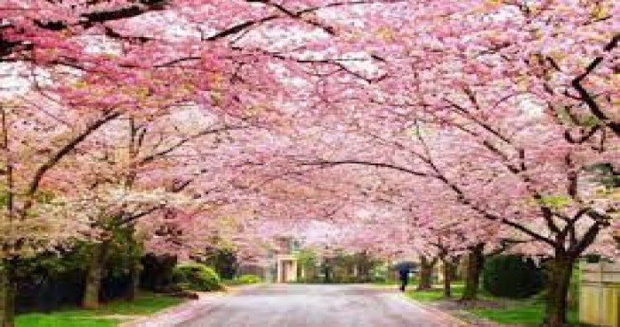 मेघालयमध्ये 'चेरी ब्लॉसम फेस्टिव्हल (Cherry Blossom Festival)' २०२१ साजरा