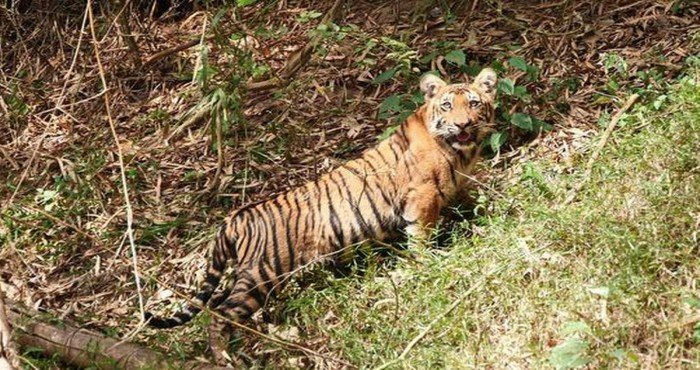 परम्बिकुलम व्याघ्र संवर्धन फाउंडेशनला २०२१ सालचा 'अर्थ हिरोज अवॉर्ड (Earth Heroes Awards)' जाहीर