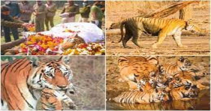 २९ शावकांना जन्म देणाऱ्या सुप्रसिद्ध 'कॉलरवाली' वाघिणीचे निधन