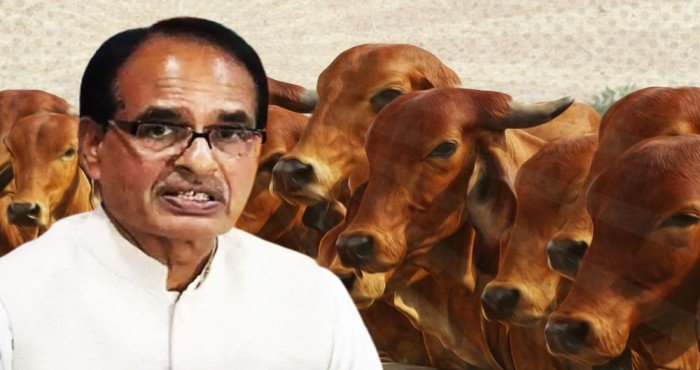 मध्य प्रदेश सरकारमार्फत गायींच्या संरक्षणासाठी ‘गौ कॅबिनेट (Gau Cabinet)’ जाहीर