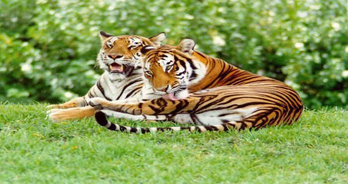उत्तर प्रदेशमधील राणीपूर ठरला ५३ वा व्याघ्रप्रकल्प...