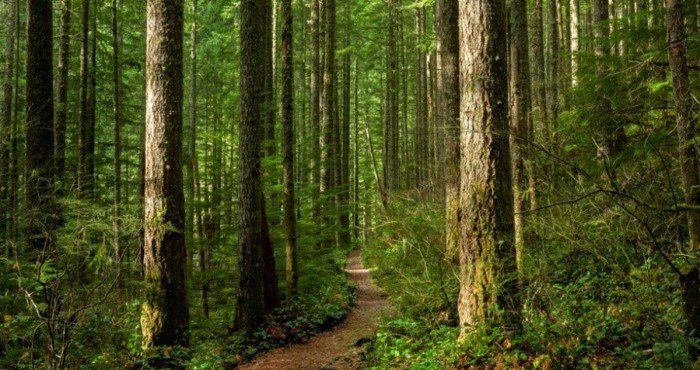उत्तराखंडमधील रानीखेत येथे भारतातील पहिल्या वन चिकित्सा केंद्राचे उद्घाटन