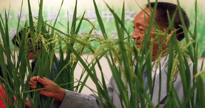 चीनचे ‘संकरित तांदळाचे जनक (Father of hybrid rice)’ युआन लाँगपिंग यांचे दुःखद निधन