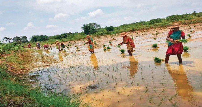 AGRIOTA: भारतीय ग्रामीण शेतकरी आणि UAE अन्न उद्योगात भर घालण्यासाठीचे ई-मार्केट व्यासपीठ