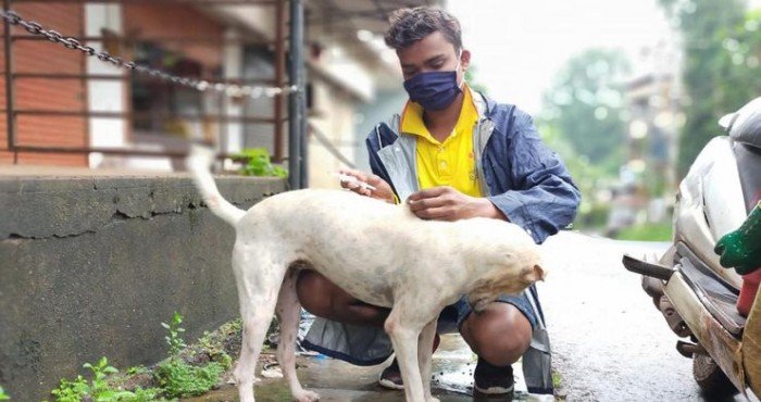 गोवा बनले देशातील पहिले रेबीजमुक्त राज्य