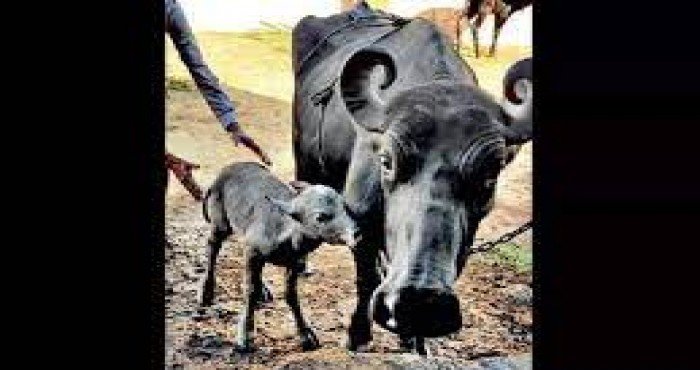 भारतातील पहिल्या ‘टेस्ट ट्यूब’ बन्नी म्हशीच्या बछड्याचा गुजरातमध्ये जन्म