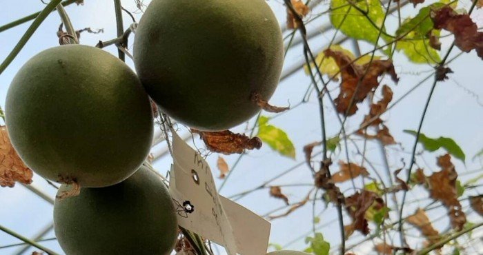हिमाचल प्रदेशातील कुल्लूमध्ये भारताचा पहिला 'भिक्षू फळ (Monk Fruit)' लागवड अभ्यास कार्यक्रम सुरु