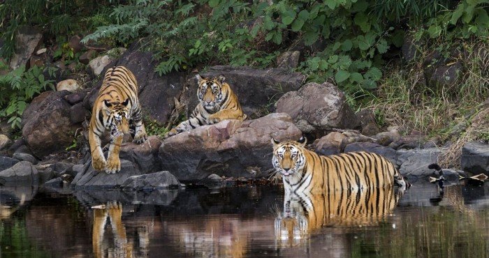 युनेस्कोमार्फत भारताच्या पन्ना व्याघ्र प्रकल्पाला ‘जैवराखीव क्षेत्र (Biosphere Reserve)’ म्हणून दर्जा देण्यास परवानगी