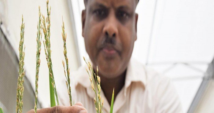फिलीपाईन्स ठरला लागवडीसाठी 'सोनेरी तांदूळाला (Golden Rice)' मान्यता मिळणारा पहिला देश